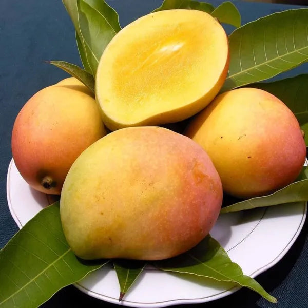 Sidur Kouta Mango / Grafted and Hybrid Plants