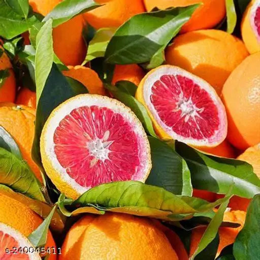 Moro Blood Orange Fruit Plant - Naturemart.online