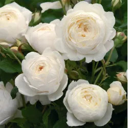 Climbing Rose Flower Plants (White) - Naturemart.online