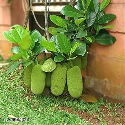 Vietnam Super Early Jack Fruit Plant