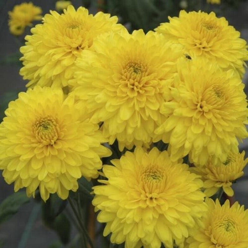 Chrysanthemum (Chandramallika) Flower Plant(Pack of 1)