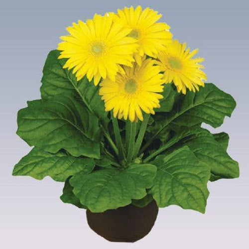 Gerbera  Perennial Flower Plant (Yellow) - Naturemart.online