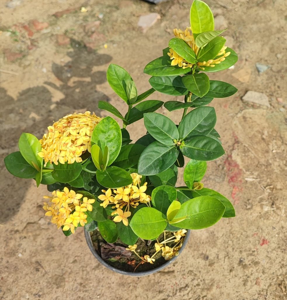 Chinese Ixora Flowers Plant (Yellow) - Naturemart.online