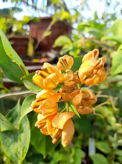 Yellow Tanglong Grafted Bougainvillea flower plant