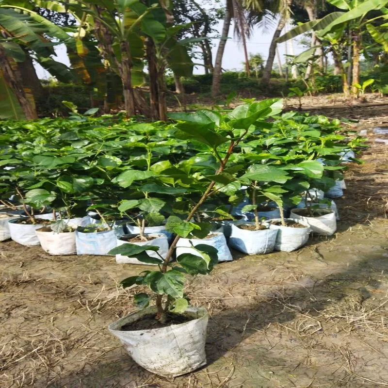 American Yellow Thoka Hibiscus Plant - Naturemart.online