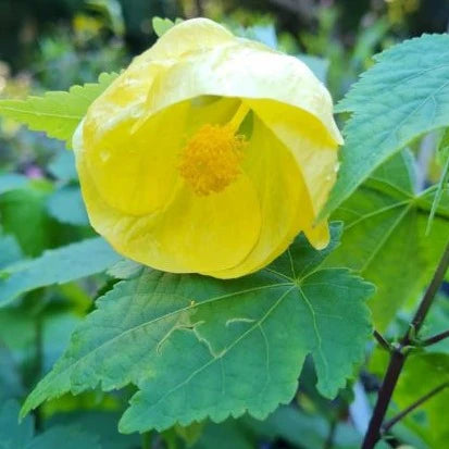 Yellow Lantern Hibiscus Flower  Plant - Naturemart.online