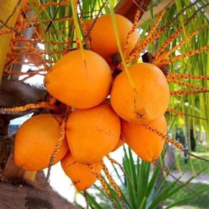 Kera Sankara Coconut Fruit Tree - Naturemart.online