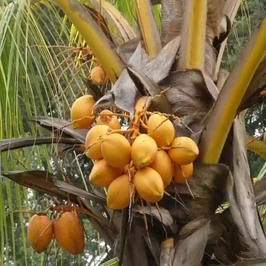 Kera Sankara Coconut Fruit Tree - Naturemart.online