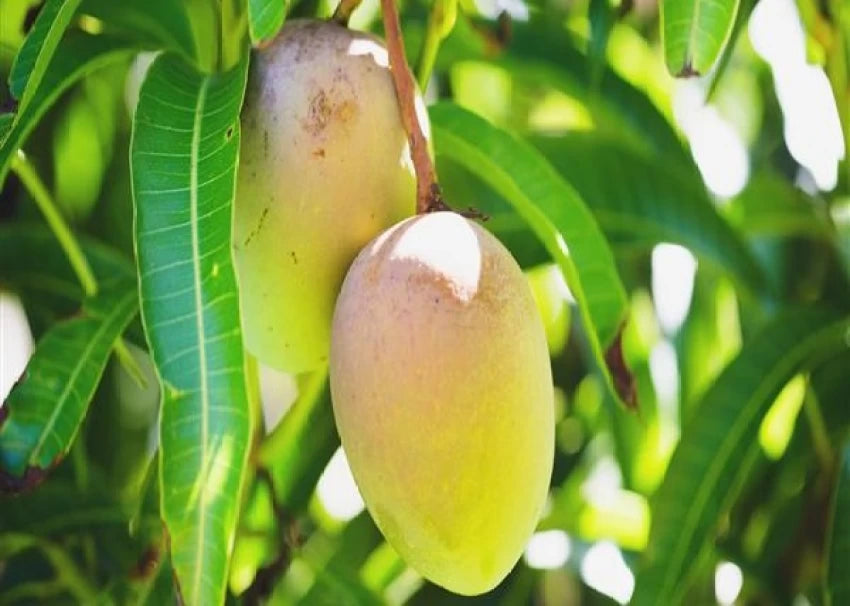 Hybrid Himsagar Mango Fruit Plant - Naturemart.online