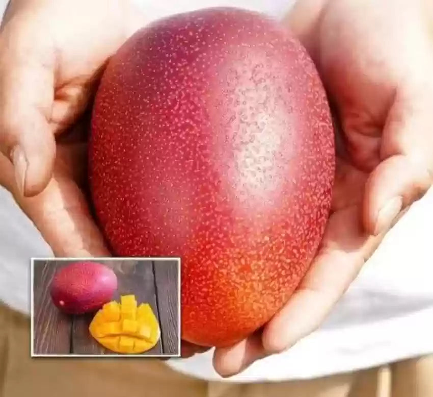 Japanese Miyazaki Mango Grafted Plant - Naturemart.online