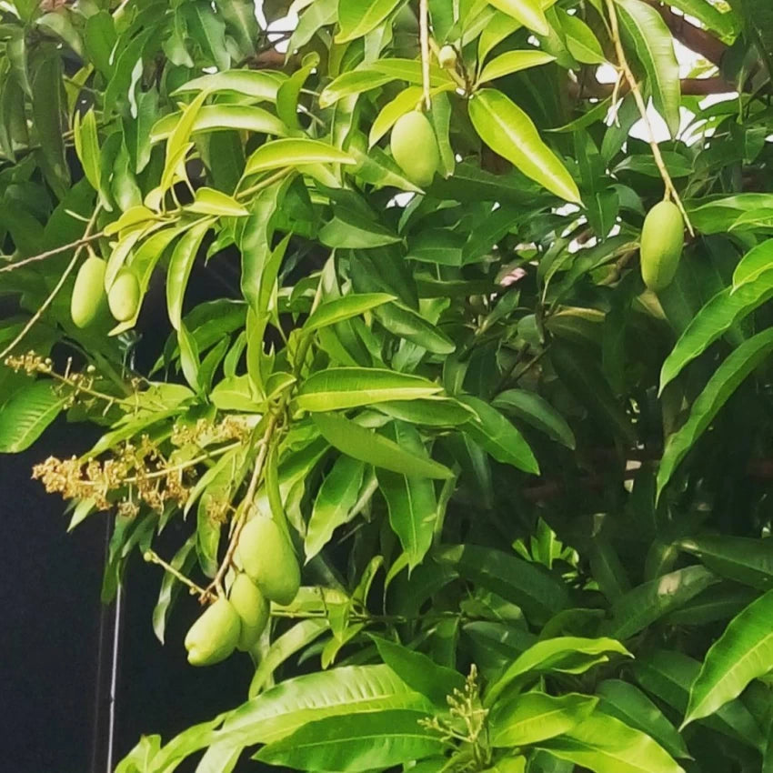 Gobindabhog Mango Fruit Plant (Grafted) - Naturemart.online