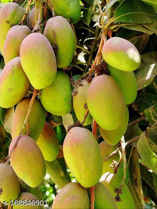 Chowsa Mango Fruit Plant (Grafted) - Naturemart.online